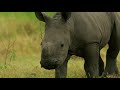 Will you name a baby rhino?