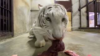 【池田動物園公式】至近距離でのサンちゃんの食餌の様子🐯