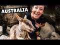 THIS IS WHY AUSTRALIA IS AWESOME (wallabies + world class diving)