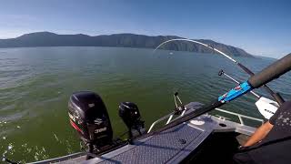 Kim Ault 2018 12 72lb, 31  Kamloop Pend Oreille