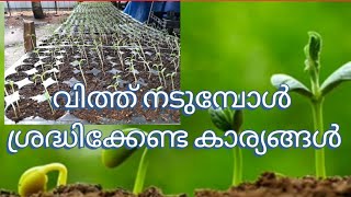 വിത്ത് നടുമ്പോൾ ഈ 3  തെറ്റുകൾ ചെയ്യാതിരിക്കുക/പറിച്ചുനടുനവിതം /avoid these 3 seed starting mistakes