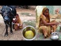 गांव में शुद्ध देसी घी बनाने की प्रक्रिया।Process Of Making Pure Desi Ghee In The Village. #ghee