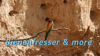 Bienenfresser \u0026 more , Bee eater