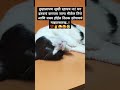 तुम्हाला पण सुखी रहायच ना मग इतकचं करायच😜 काऊ funnycat cute catlover ytshorts shorts viral