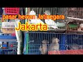 PASAR HEWAN JATINEGARA || JAKARTA