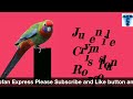 top 17 best rosella parrot