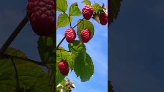 Raspberry picking #shorts #food