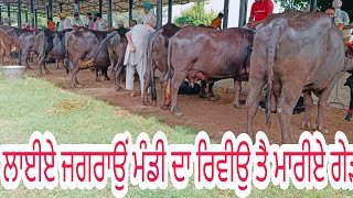 Jagron Mandi picher ਆਉ ਦੇਖੀਏ ਅੱਜ ਜਗਰਾਉਂ ਮੰਡੀ ਦੀਆਂ ਤਸਵੀਰਾਂ 23-7-22/#NewgGillFarmer