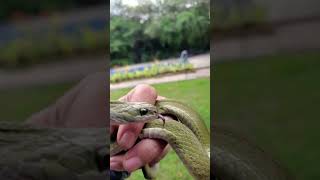 #green keelback/nonvenomous snake