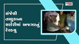 DAHOD : સંજેલી તાલુકાના સરોરીમાંમા અજગરનું રેસ્કયુ | Python Rescue in Sarori of Sanjeli Taluk