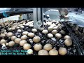 mycionics robotics the future of mushroom harvesting 30 picks per minute