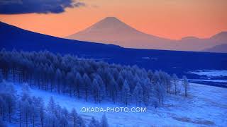 1801 02HD0033　朝の霧ヶ峰から望む富士山と南アルプスと霧氷のカラマツ林