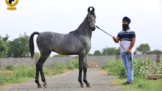 बाप से भी ज्यादा नाम कमाएगा चैंपियन घोड़े अल्बकश का यह बच्चा ||  शेर ऐ पंजाब स्टड फार्म part 3