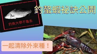 [釣魚大學不龜系]釣螯蝦祕訣大公開，再也不用問別人釣點了！大家一起清除外來種！