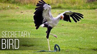 SECRETARY BIRD — Graceful SNAKE KILLER! African bird of prey versus snake!