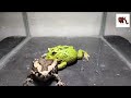 green pacman frog catch banded bull frog kaloula pulchra warning live feeding..