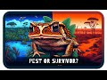 Crazy Cane Toad Facts