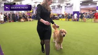 Retrievers (Golden) | Breed Judging 2025