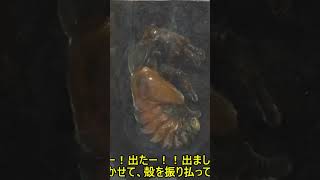 カブトムシが羽化する瞬間（続きはメイン動画で）