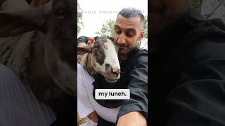 Halal Exposed: Is it Really Humane? #shorts #halal