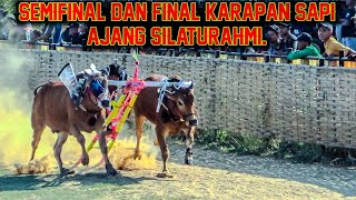 Semifinal Dan Final Karapan Sapi Ajang Silaturahmi Di Lap Asemanis Pamekasan.