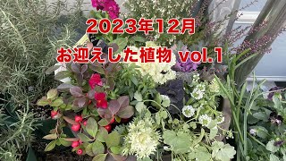 2023年12月にお迎えした植物 vol.1