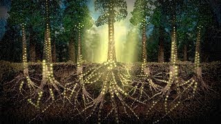 The Unbelievable Intelligence Of Plants - Science Documentary