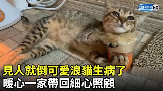 見人就倒可愛浪貓生病了　暖心一家帶回細心照顧｜Rescuing a stray cat｜@ruru｜中時新聞網