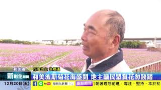 新彰化新聞20191220 和美波斯菊花海盛開 地主籲民眾賞花勿踐踏