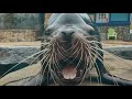 Sea Lion Show Spring Training at the Saint Louis Zoo