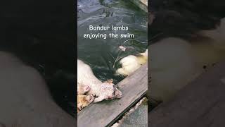 Bandur lambs enjoying swim under hot sun. #bandursheep #sheepfarming #sheep #lambs #kunigal