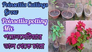 Poinsettia Cuttings Grow | Poinsettia potting Mix | পয়েনসেটিয়ার ডাল থেকে চারা ||🌹🌹