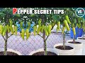Easy Grow Pepper in Container From Seed to Harvest