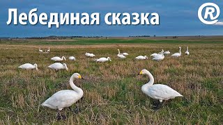 Лебединая сказка. Лебеди-кликуны (Cygnus Cygnus) осенью. Съёмка с дрона DJI Mini 2.