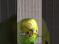 タイに遊び行ったのインコにバレてた！ shorts セキセイインコ おもしろ