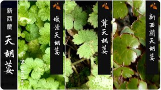 三種新西蘭本土天胡荽（野菜 \u0026 藥草）/蠟葉天胡荽/茸天胡荽/新西蘭天胡荽/野外生存/子玄Lifestyle