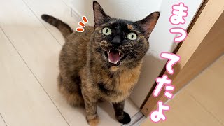 サビ猫モモちゃんの賢さと可愛さが詰まりまくってる朝のルーティンです！