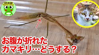 カマキリ日記#168ピーカマちゃんが「お腹ポッキン病」になってしまいました・・。大きくなるカマキリ達と庭のほのぼの日記（7月17日～7月21日）【おたま日記】