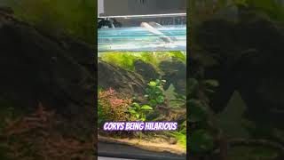 Corys being absolute nutters | Hilarious funny corys #bennyhill #aquascape #aquarium #fishtank