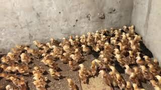 200 RiR chicks for sale/24day old || Sandhu kadaknath farm