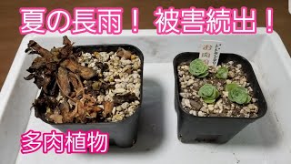 【多肉植物】夏の長雨 被害続出 vlog15 #多肉植物 #多肉植物夏の被害 #多肉植物ドドランタリス