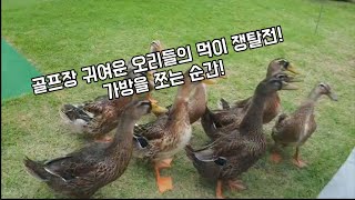 골프장에서 만난 귀여운 오리들! 가방까지 쪼는 깜찍한 먹이 쟁탈전!