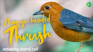 Orange headed Thrush Sound Call And Singing