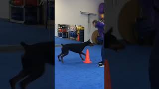 Doberman Learns a New Trick in 60 Seconds-Circle Cone #shorts