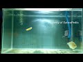 rhombeus black piranha feeding fillet catfish