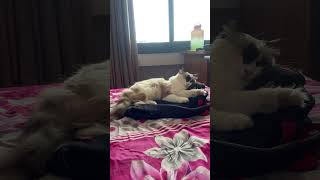 Cute cat sleeping