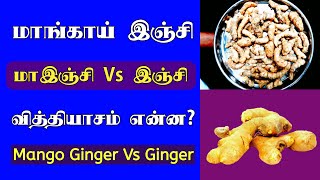 மாங்காய் இஞ்சி Vs இஞ்சி | Difference between Mango Ginger Vs Ginger | மா இஞ்சி | #Shorts | Maa Inji