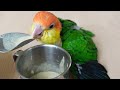 feeding baby caique parrot hand feeding formula jc038