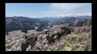 【絶景】日本で最も美しい村 信州小川村 二反田の桜🌸 2024 The most beautiful village in Japan, Nagano Nitanda cherry blossoms