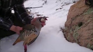 Field Cleaning Chukars